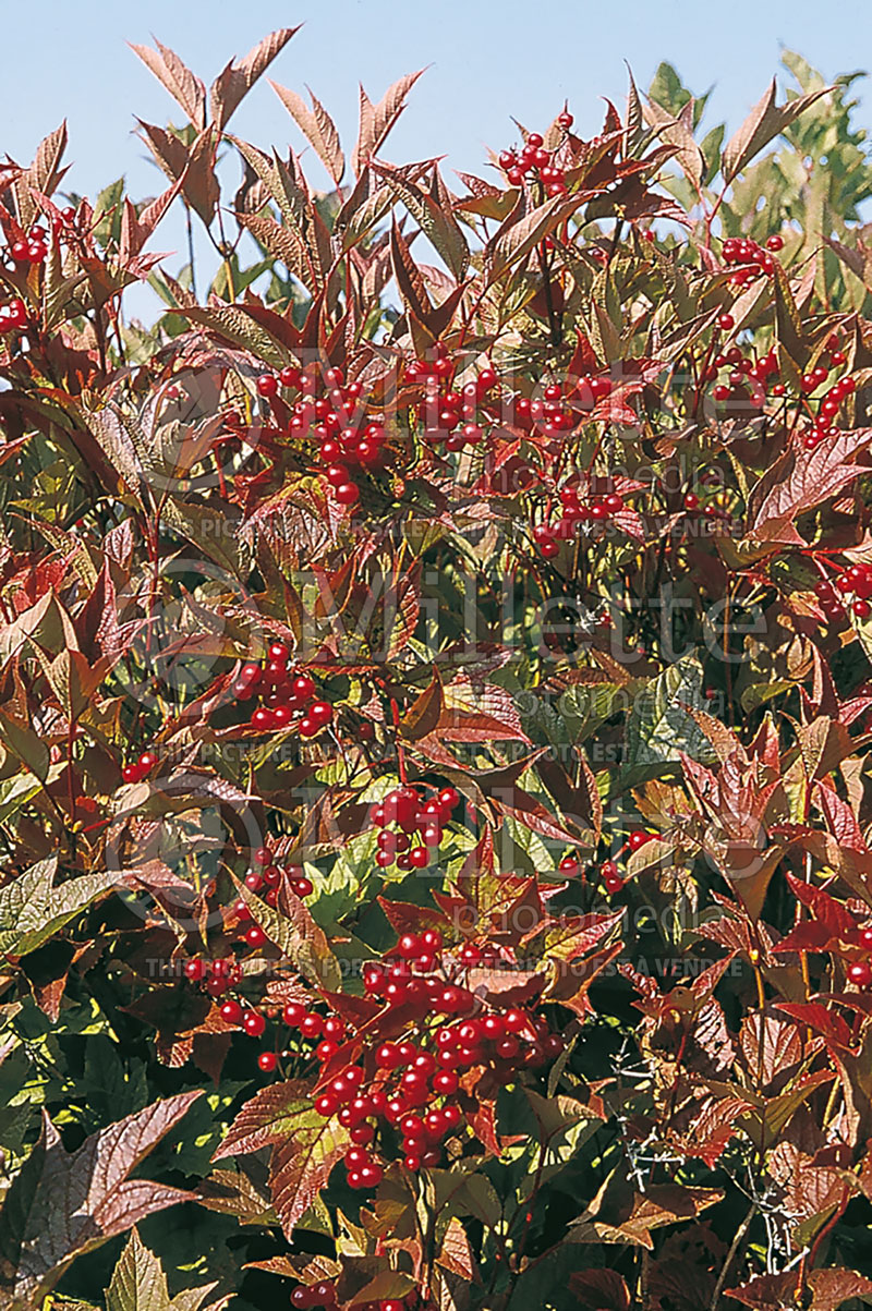 Viburnum Alfredo (Lantanaphyllum viburnum) 1  