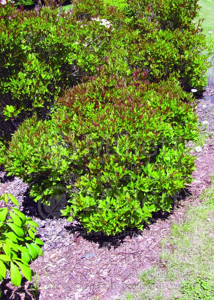 Viburnum Bailey Compact (American cranberry bush) 1