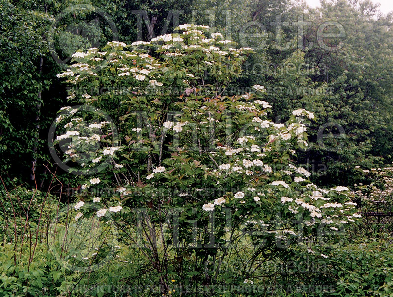 Viburnum trilobum (Cranberrybush Cranberry bush) 3  