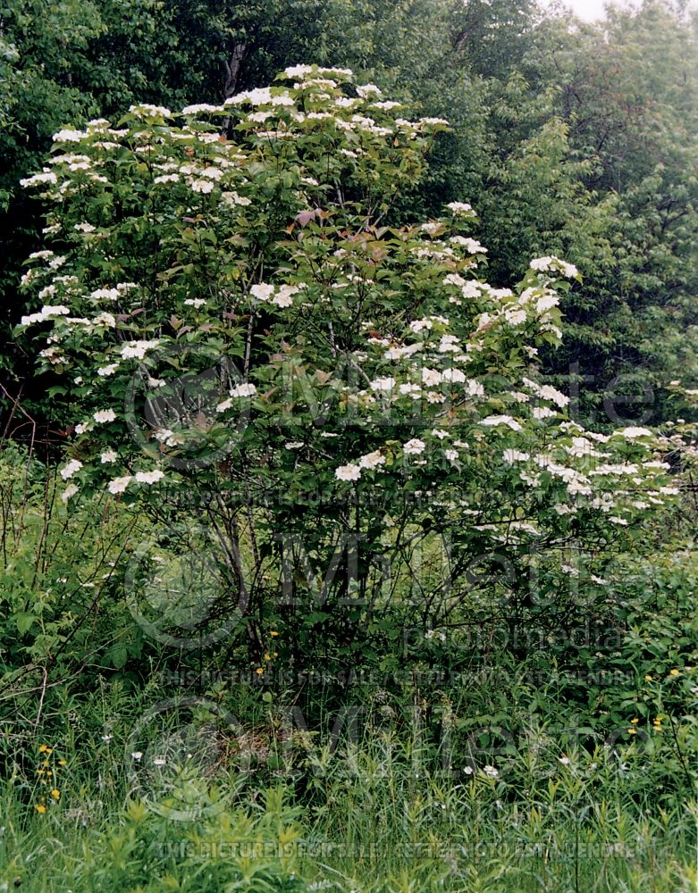 Viburnum trilobum (Cranberrybush Cranberry bush) 2  