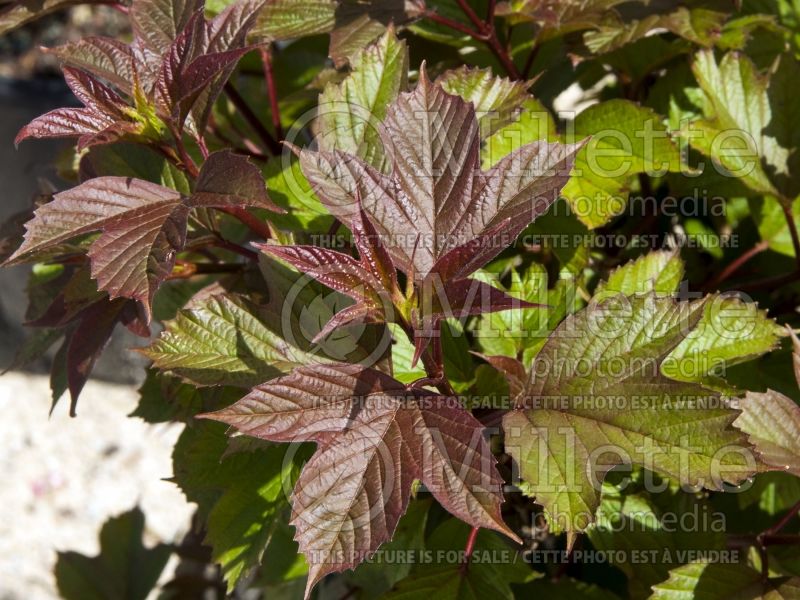 Viburnum Redwing (Lantanaphyllum viburnum) 2  