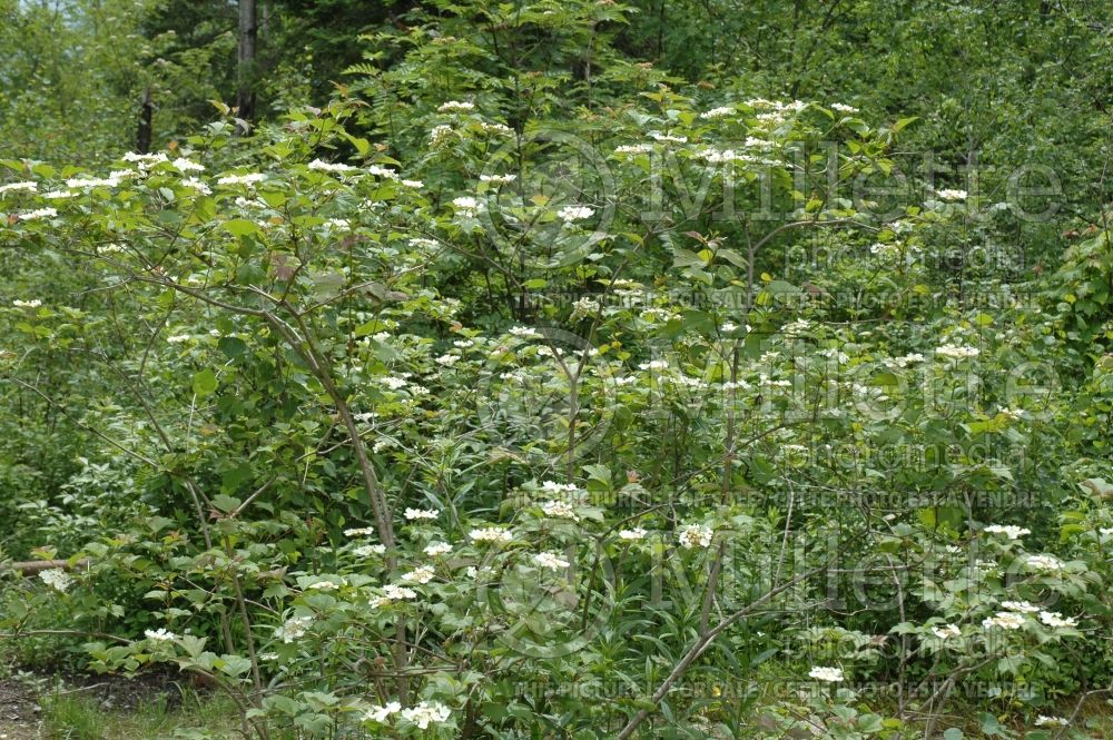 Viburnum trilobum (Cranberrybush Cranberry bush) 10  