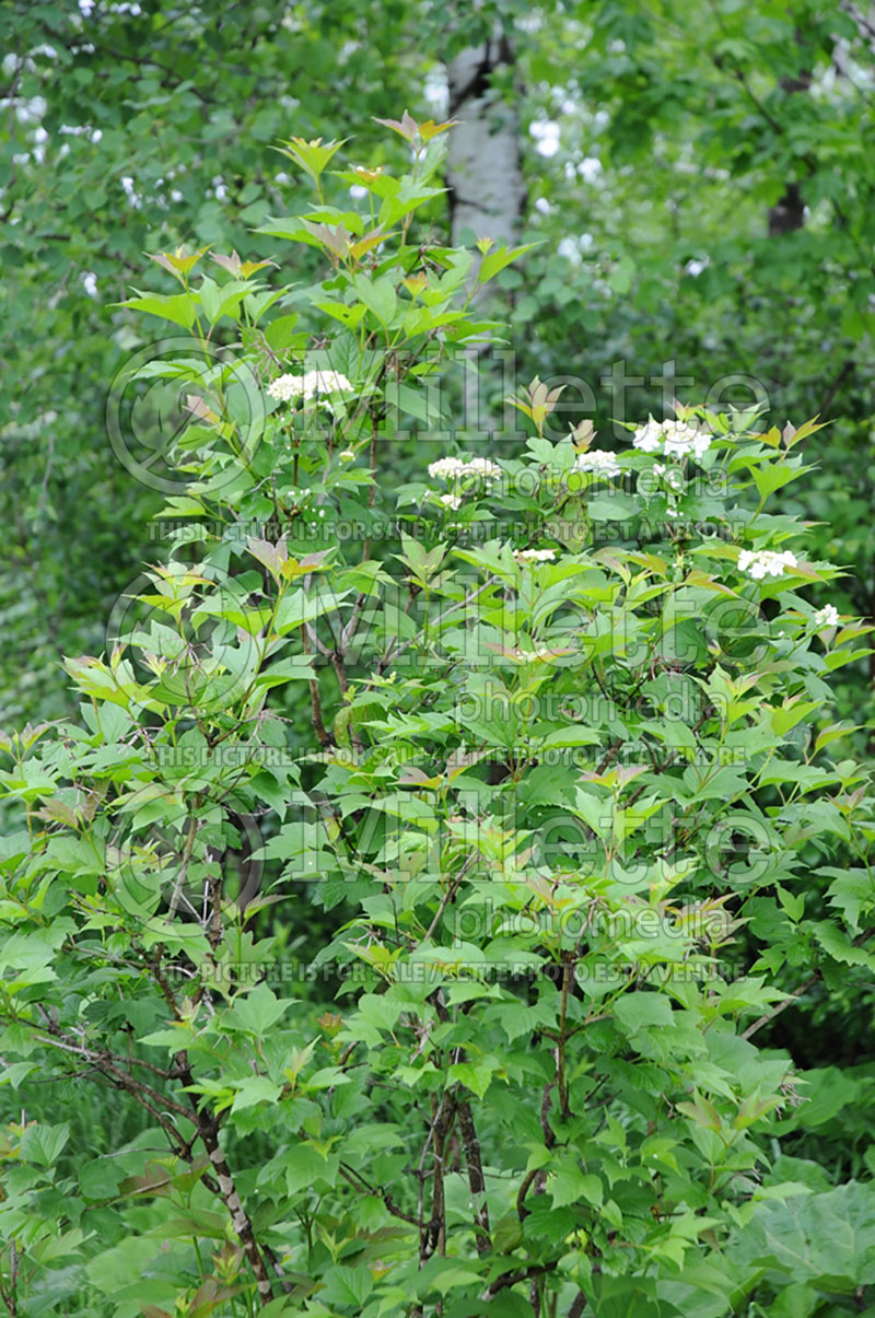 Viburnum trilobum (Cranberrybush Cranberry bush) 11  