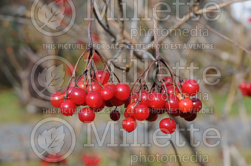 Viburnum trilobum (Cranberrybush Cranberry bush) 12  