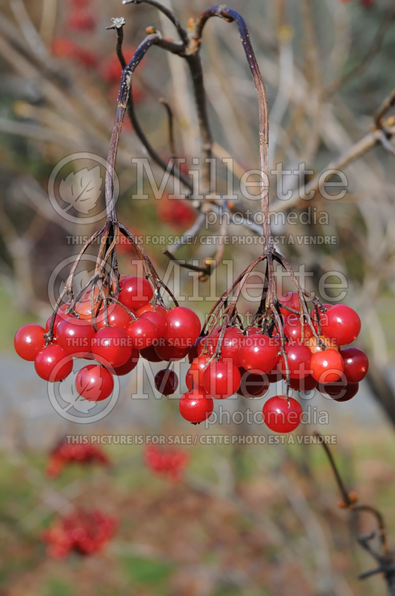 Viburnum trilobum (Cranberrybush Cranberry bush) 13  