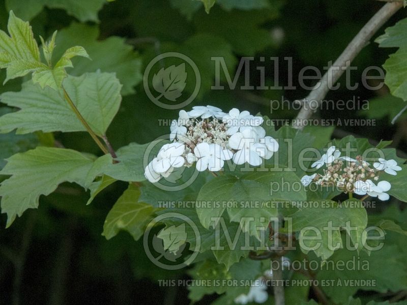 Viburnum Wentworth (Cranberry Bush) 3