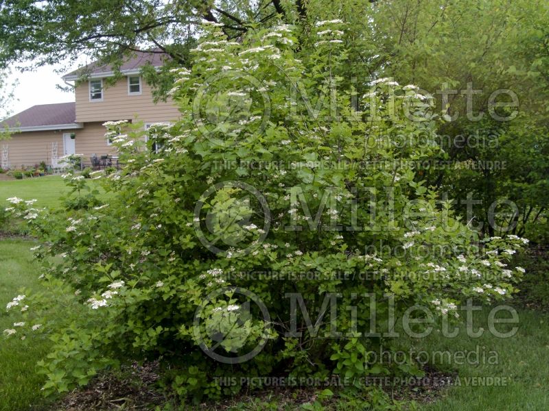 Viburnum Wentworth (Cranberry Bush) 2