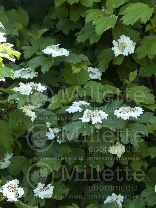 Viburnum Wentworth (Cranberry Bush) 4