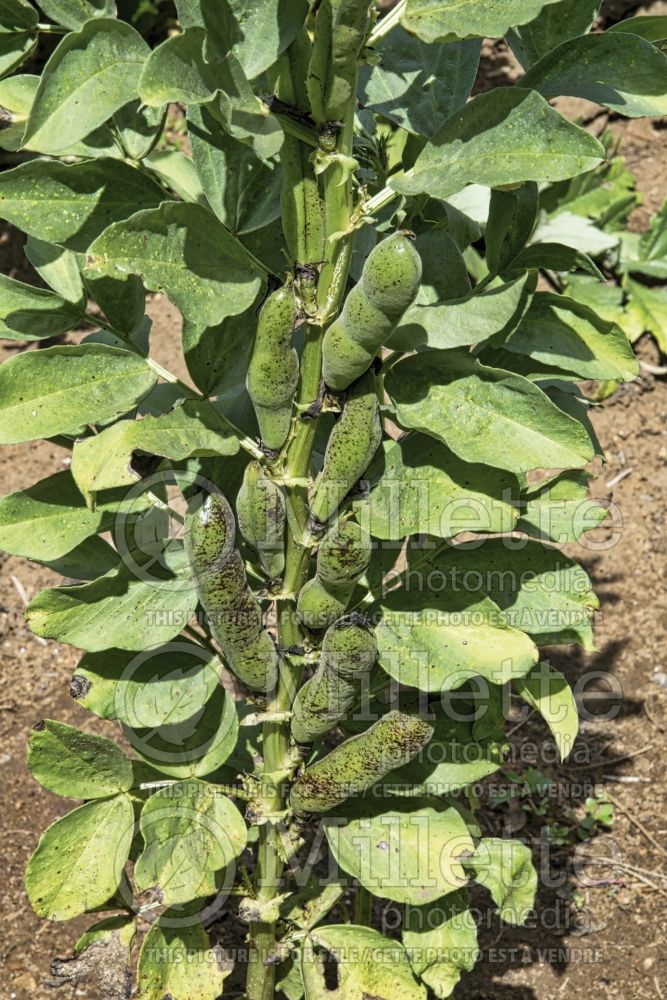 Vicia faba (Fava beans vegetable haricots) 3