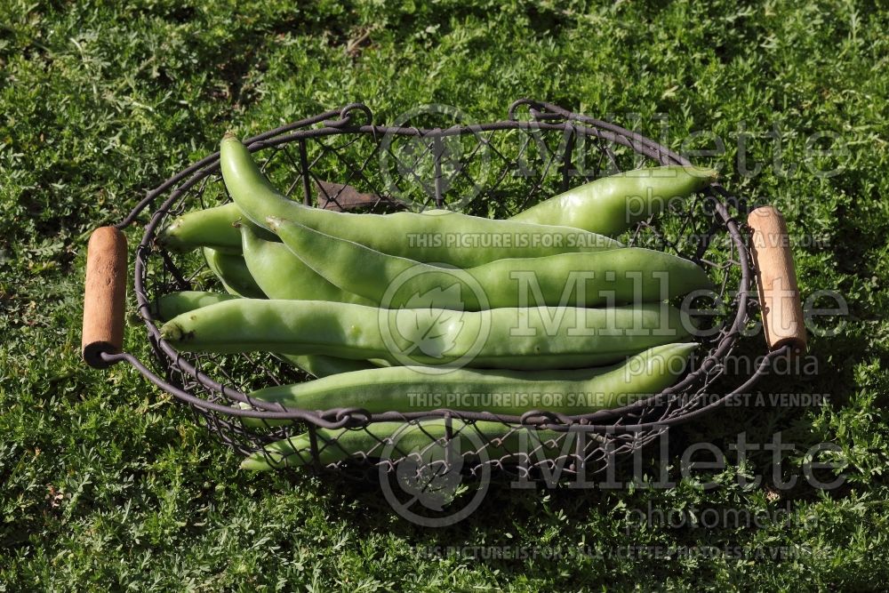 Vicia Aquadulce (Fava beans vegetable haricots) 4 