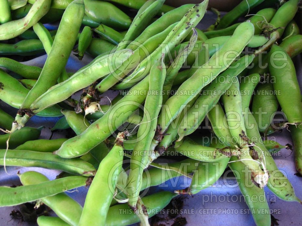 Vicia faba (Fava beans vegetable haricots) 2