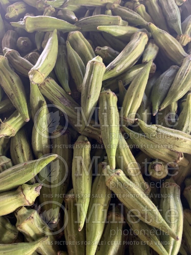 Vicia faba (Fava beans vegetable haricots) 1