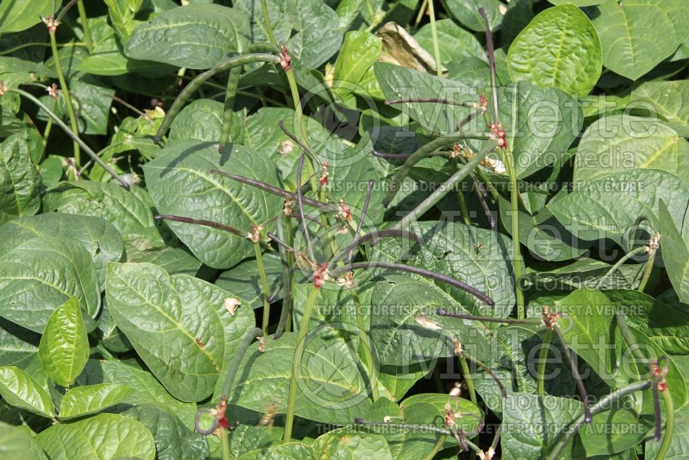 Vigna Holstein (polecat or cowpeas) 1