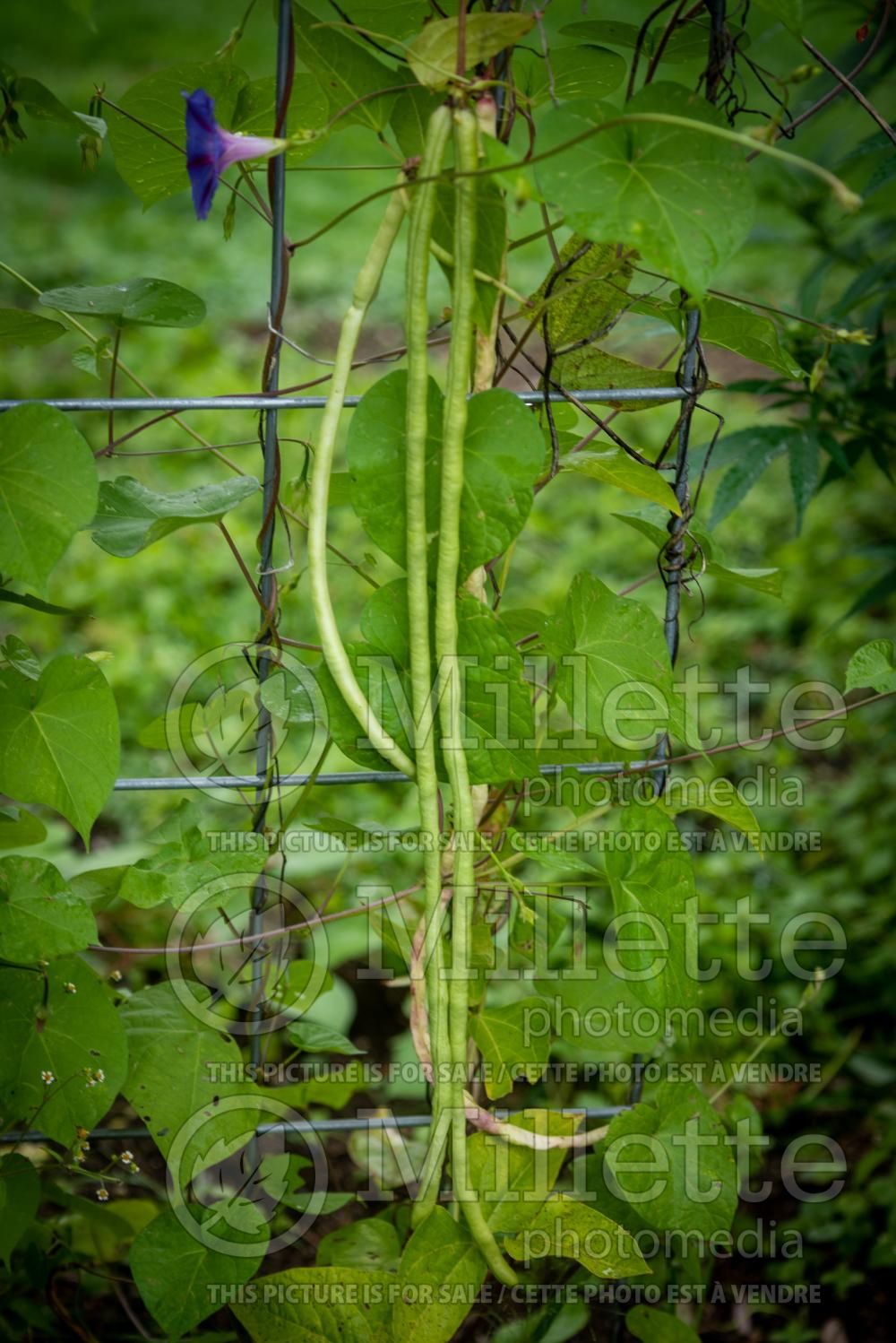 Vigna unguiculata sesquipedalis (asparagus bean) 2