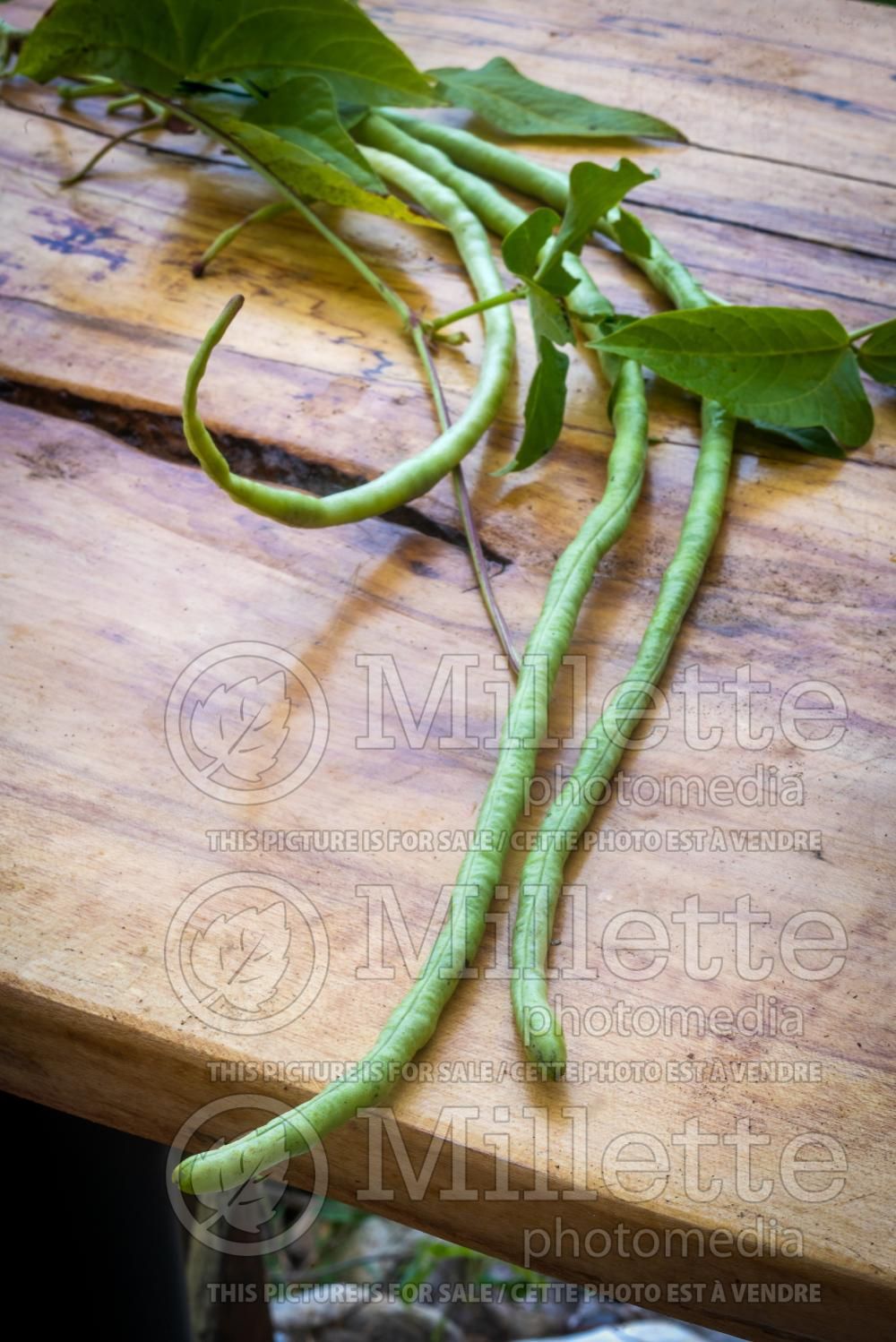 Vigna unguiculata sesquipedalis (asparagus bean) 3