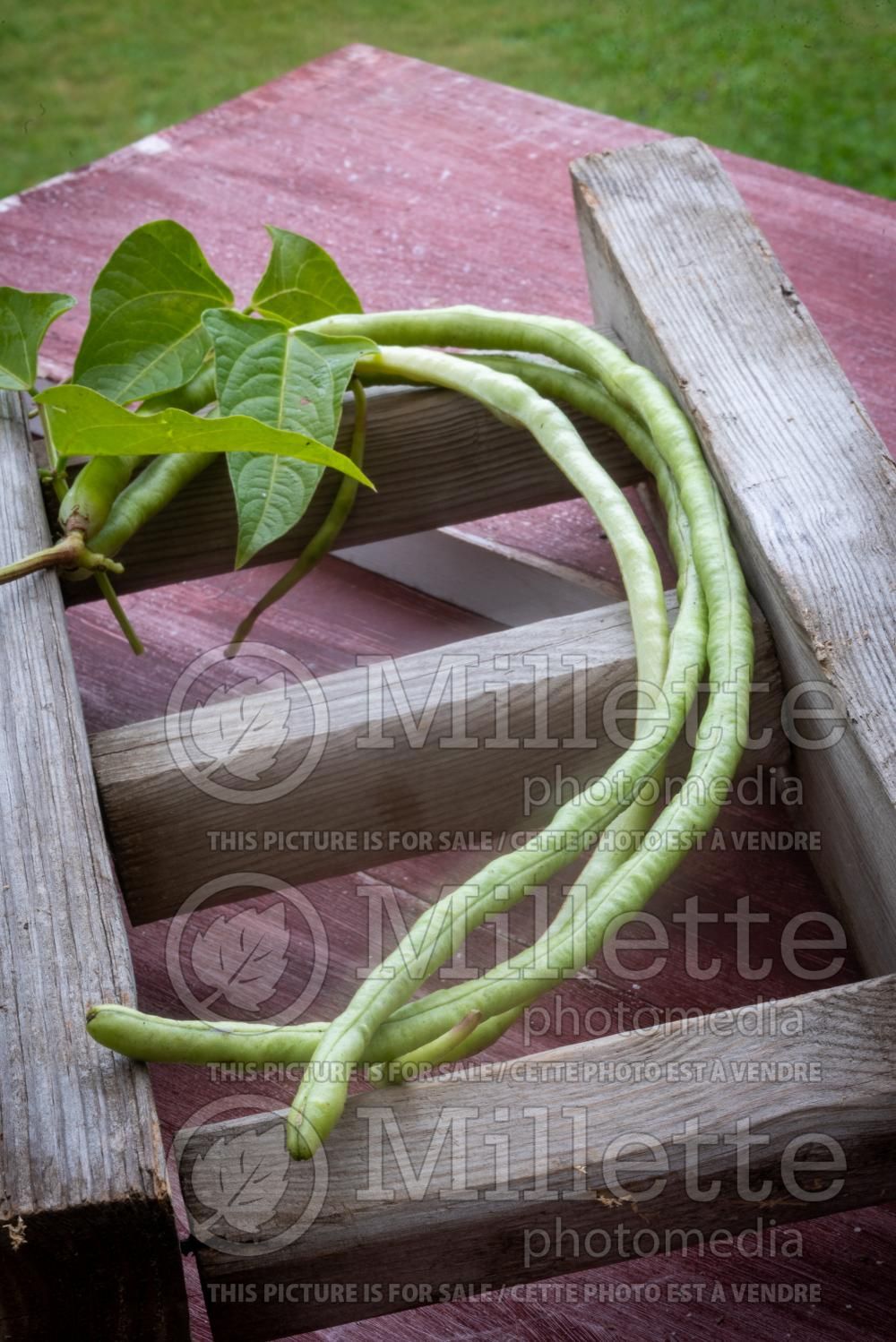 Vigna unguiculata sesquipedalis (asparagus bean) 4