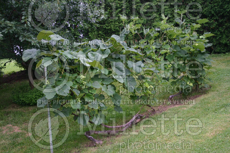 Vitis vinifera (Common grape vine) 3