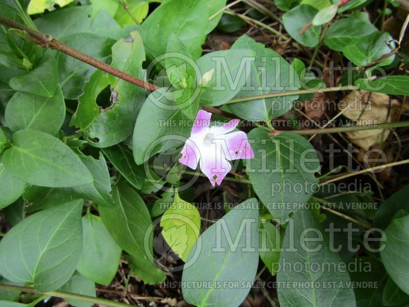 Vinca Jenny Pym (Periwinkle) 1