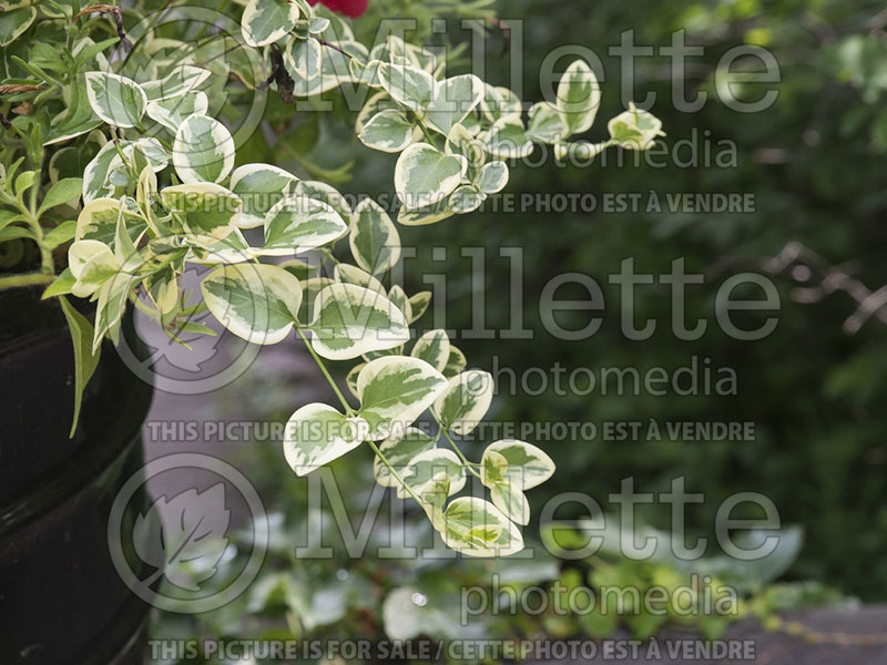 Vinca Expoflora (Periwinkle) 1