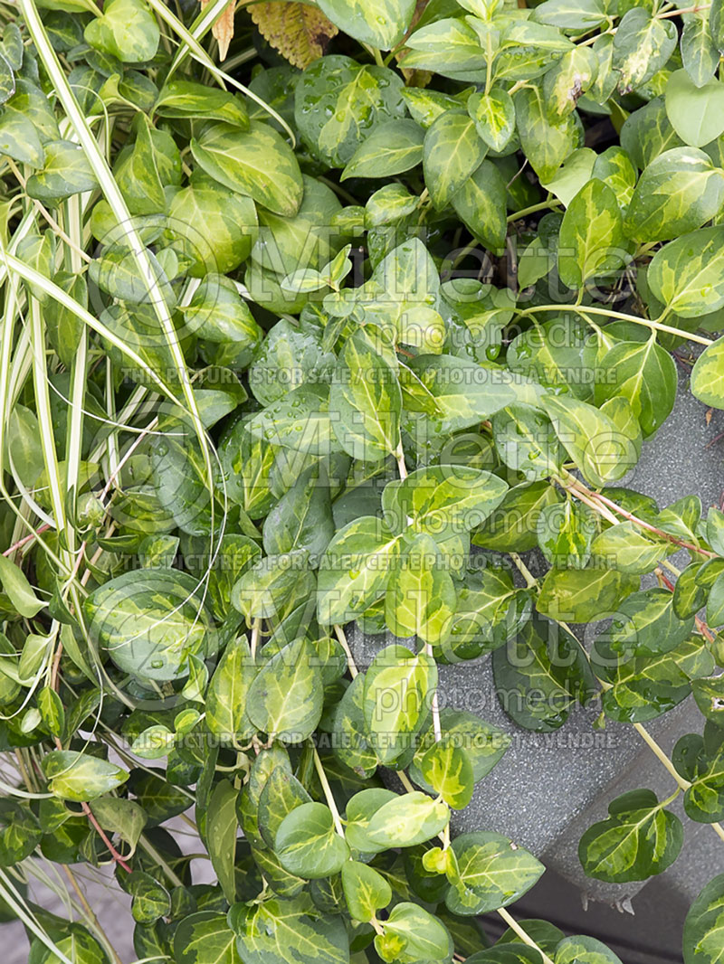 Vinca Maculata (Periwinkle) 1