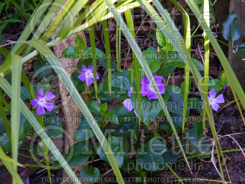 Vinca major (Periwinkle) 1  