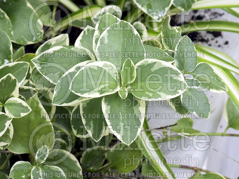 Vinca Variegata (Periwinkle) 1