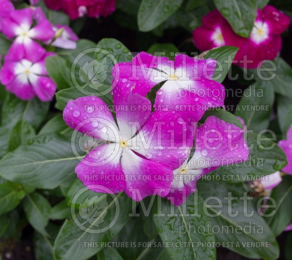 Catharanthus aka Vinca Mega Bloom Orchid Halo (Periwinkle) 2