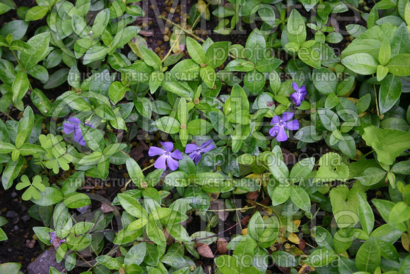 Vinca minor (Periwinkle) 1