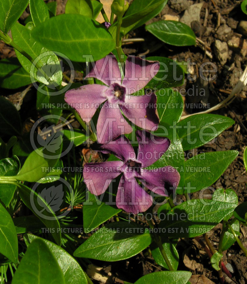 Vinca Atropurpurea (Periwinkle) 1