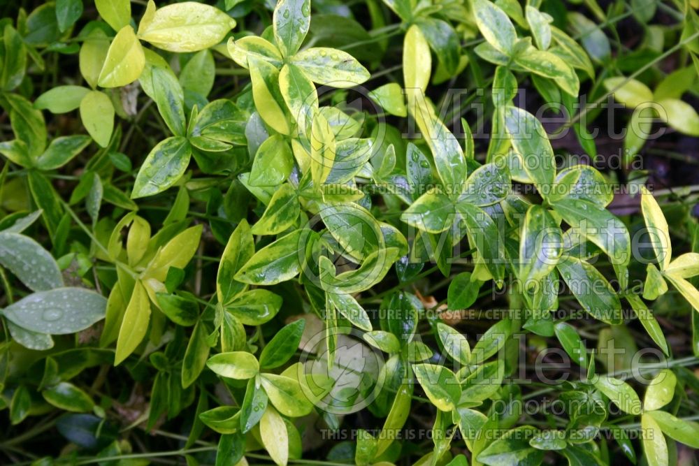 Vinca Aureovariegata (Periwinkle)  1