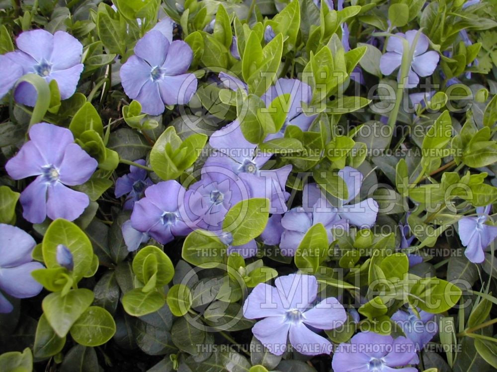 Vinca Bowles (Periwinkle) 2