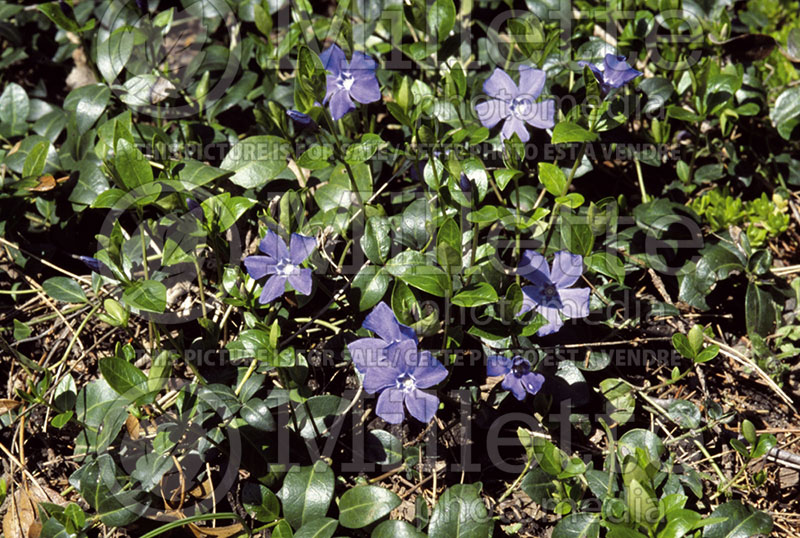 Vinca Bowles Variety (Periwinkle) 1