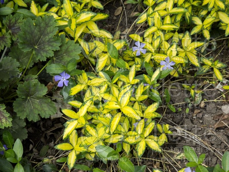 Vinca Illumination (Periwinkle) 5