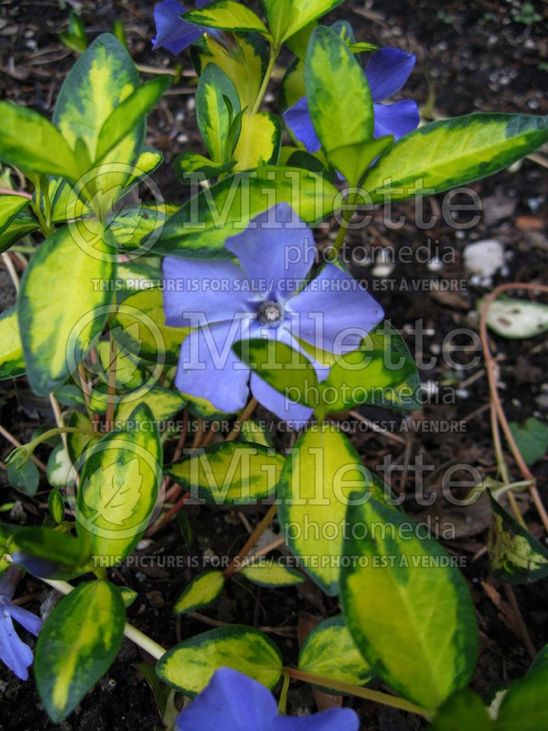 Vinca Illumination (Periwinkle) 3  