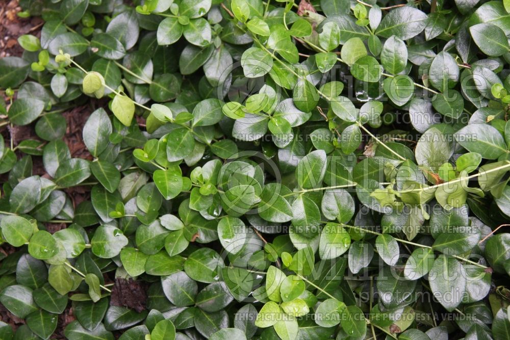 Vinca Sebastian (Periwinkle)  1