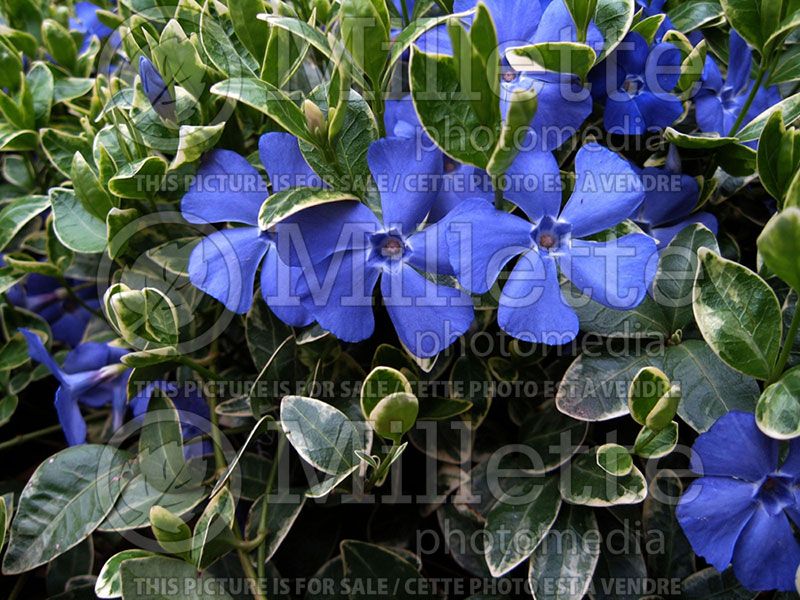 Vinca Variegata (Periwinkle)   3