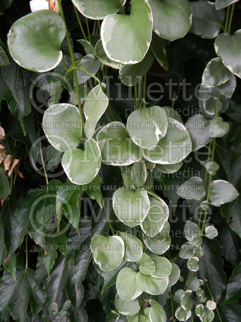 Vinca Variegata (Periwinkle)   1