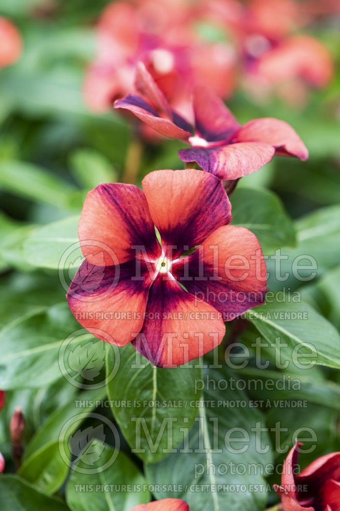 Catharanthus aka Vinca Tattoo Tangerine (Periwinkle Upright Vinca) 1