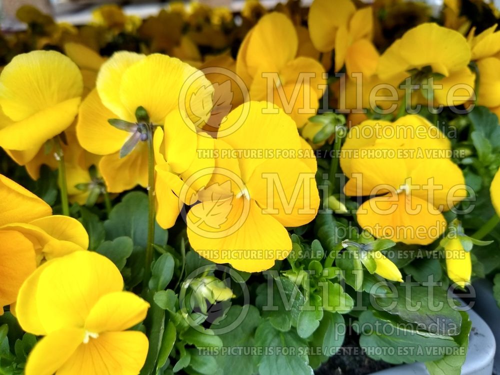 Viola Penny Yellow (Pansy Viola) 1