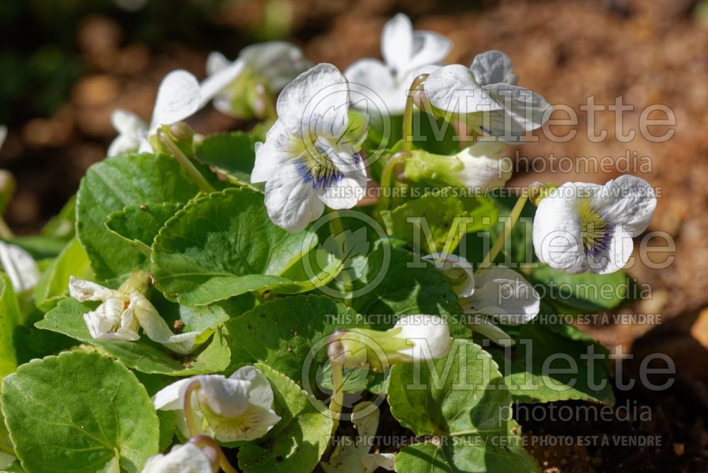 Viola Albiflora (Woolly Violet) 1