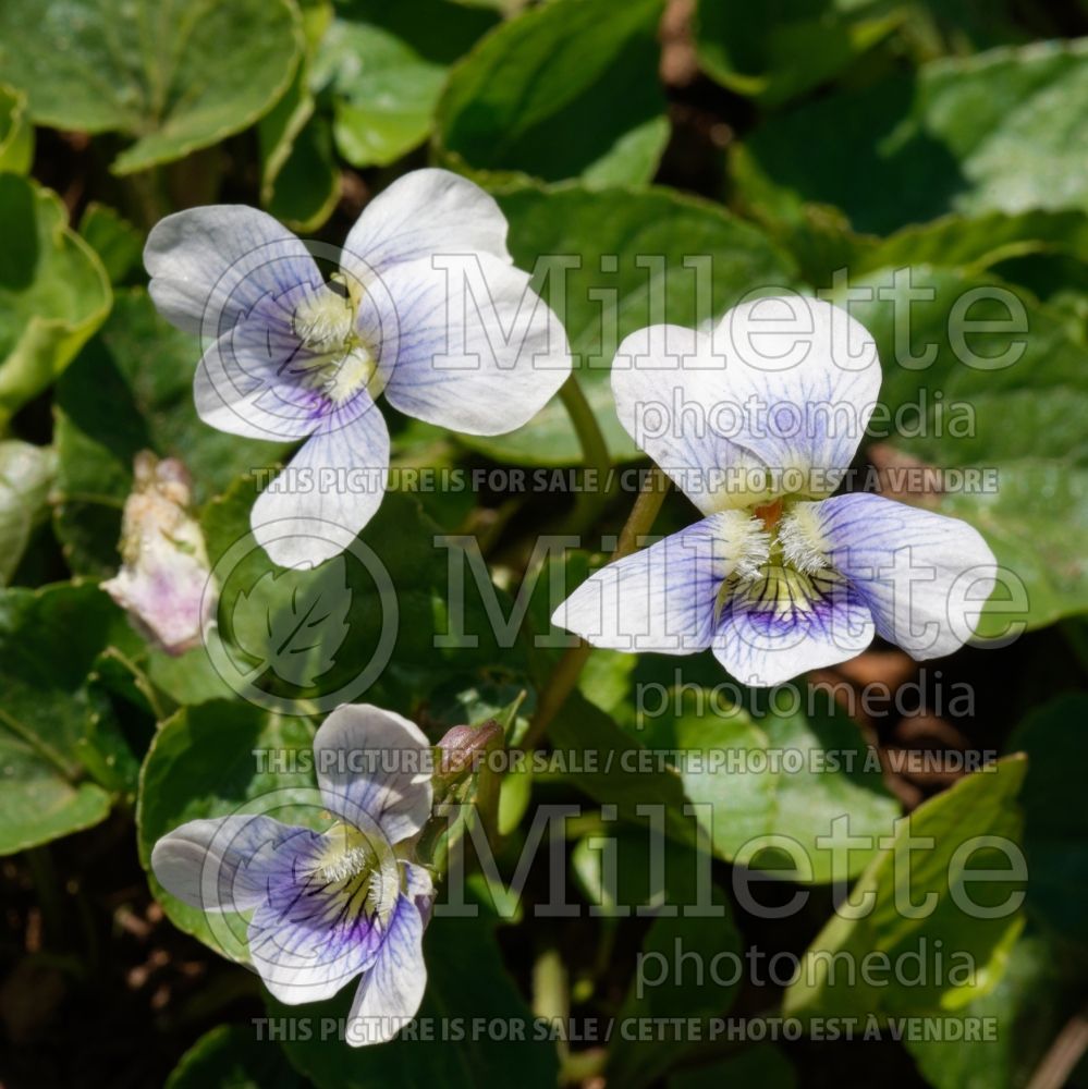 Viola Emperor Blue (Woolly Violet) 1