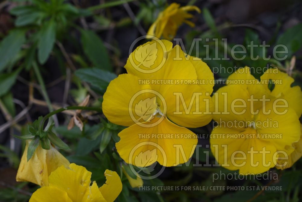 Viola Cool Wave Golden Yellow (violet pansy) 1 