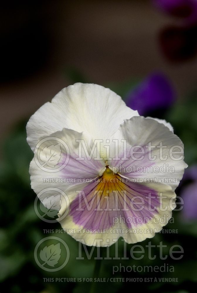 Viola Imperial Pink Shade (violet pansy) 1 