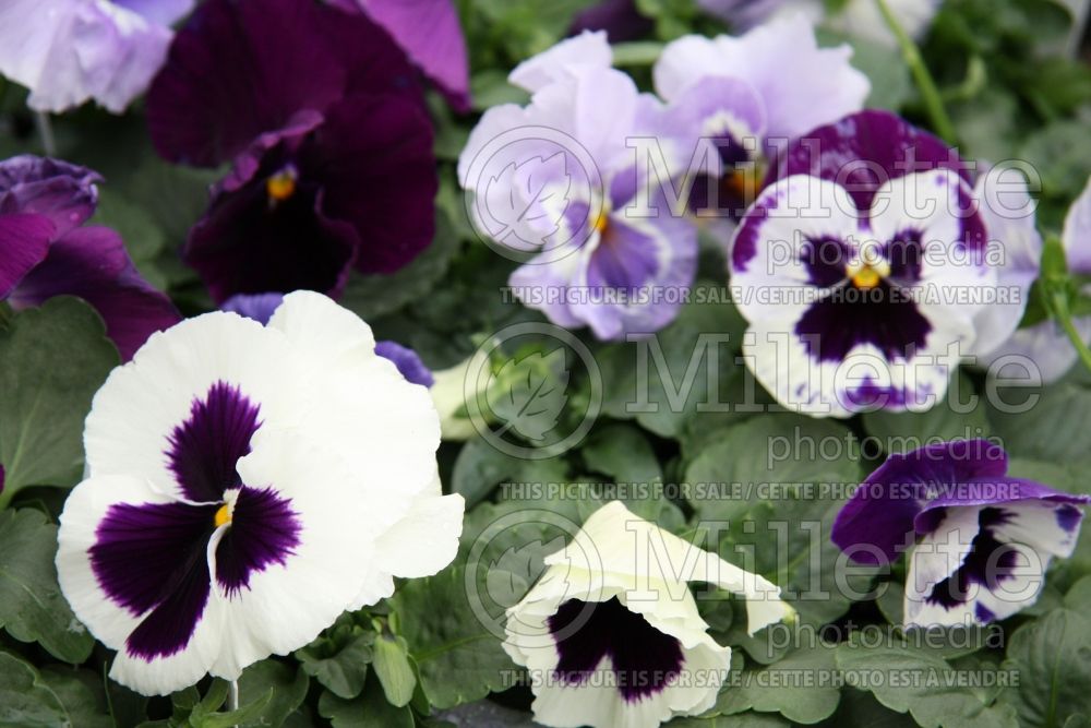 Viola Atlas Blueberry Mix (Violet pansy) 1