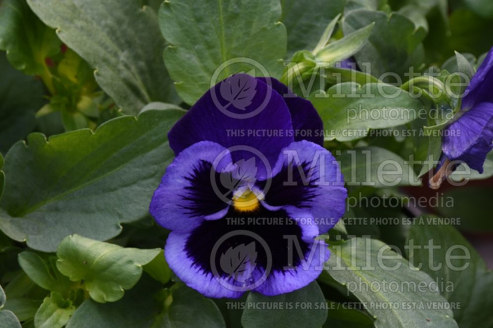 Viola Blue Velvet (Violet pansy) 1