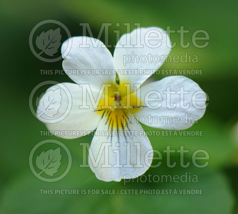 Viola canadensis (Canadian white violet) 2 