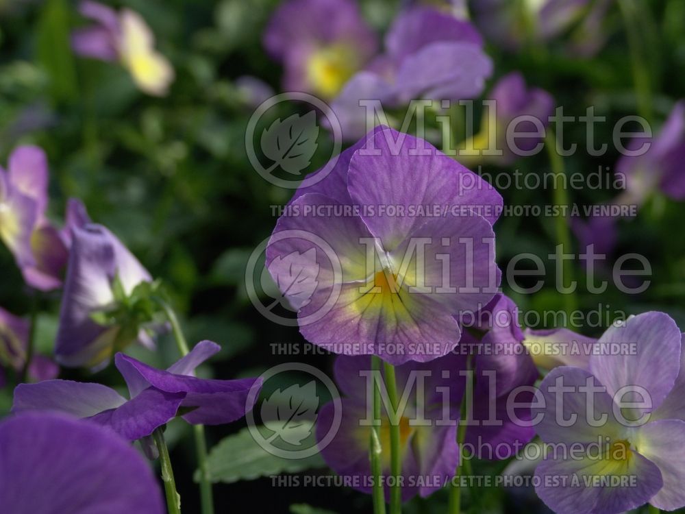 Viola Celestial Starry Night (Pansy) 2 