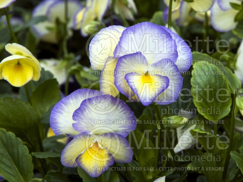 Viola cornuta Etain (Pansy) 1 