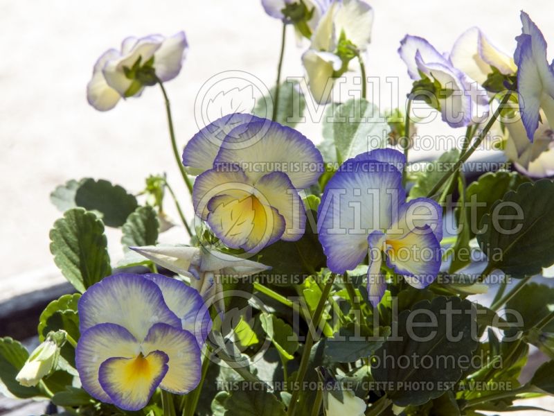 Viola cornuta Etain (Pansy) 3 