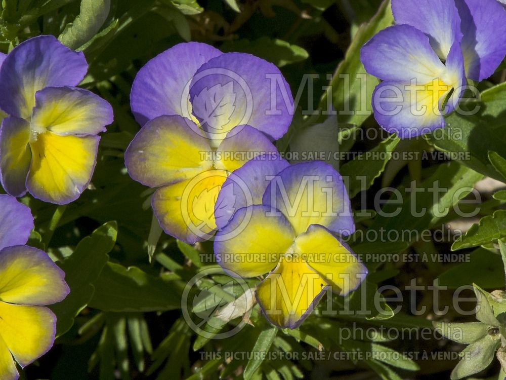 Viola Halo Lemon Frost (Violet pansy) 3